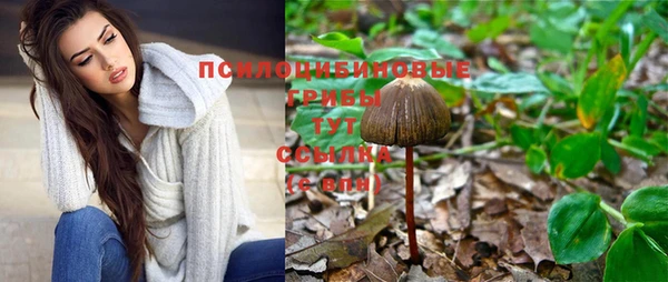 индика Богданович
